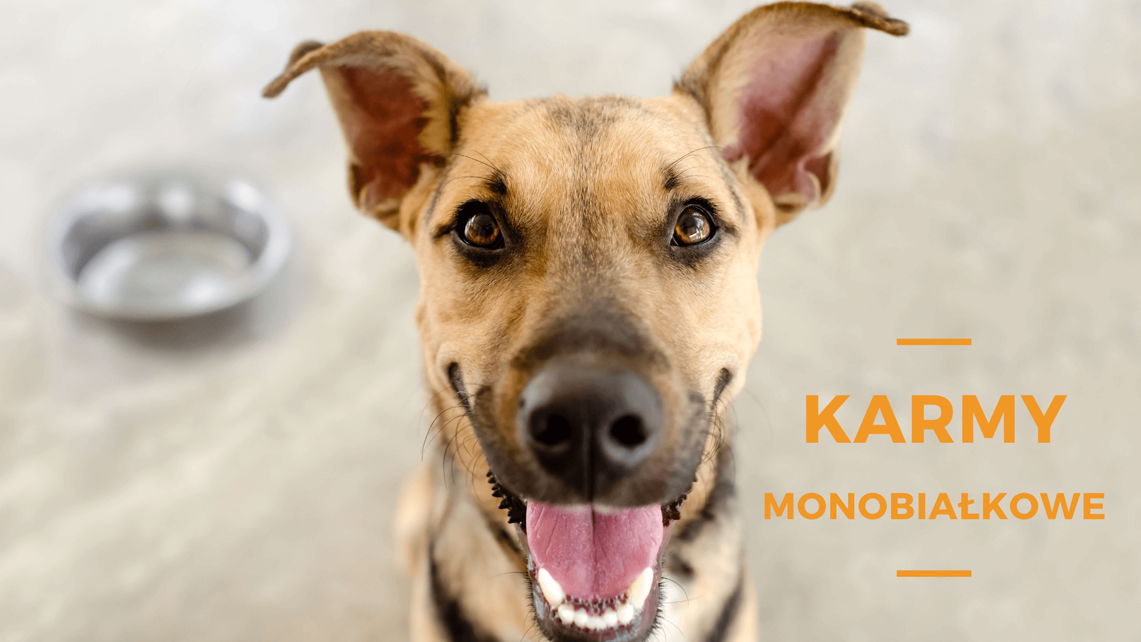 Karma monobiałkowa dla psa – ranking 