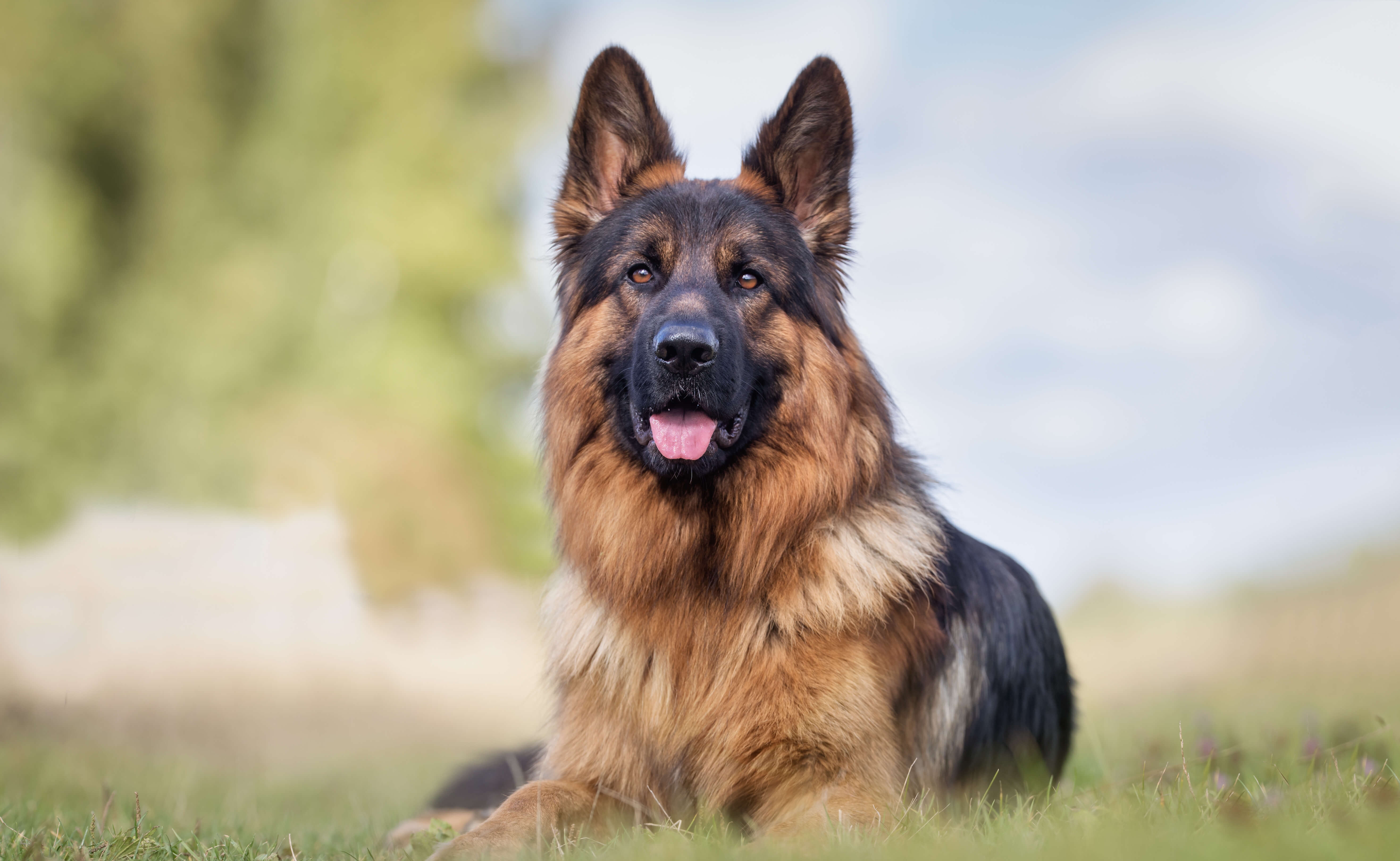 Owczarek niemiecki - lojalność, oddanie i niezwykła odwaga. Dla wielu pies doskonały!