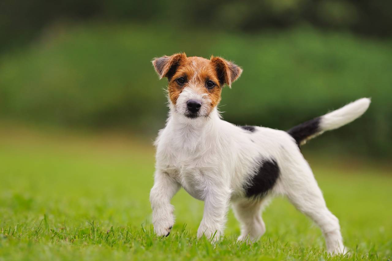Jack Russel Terrier - wszystko, co musisz wiedzieć