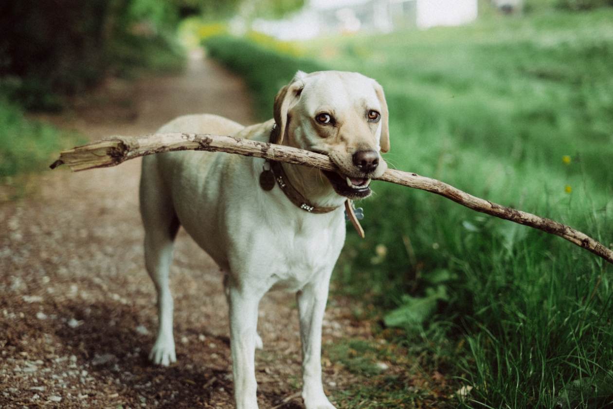 Labrador – prawdopodobnie jeden z najbardziej wszechstronnych psów rodzinnych