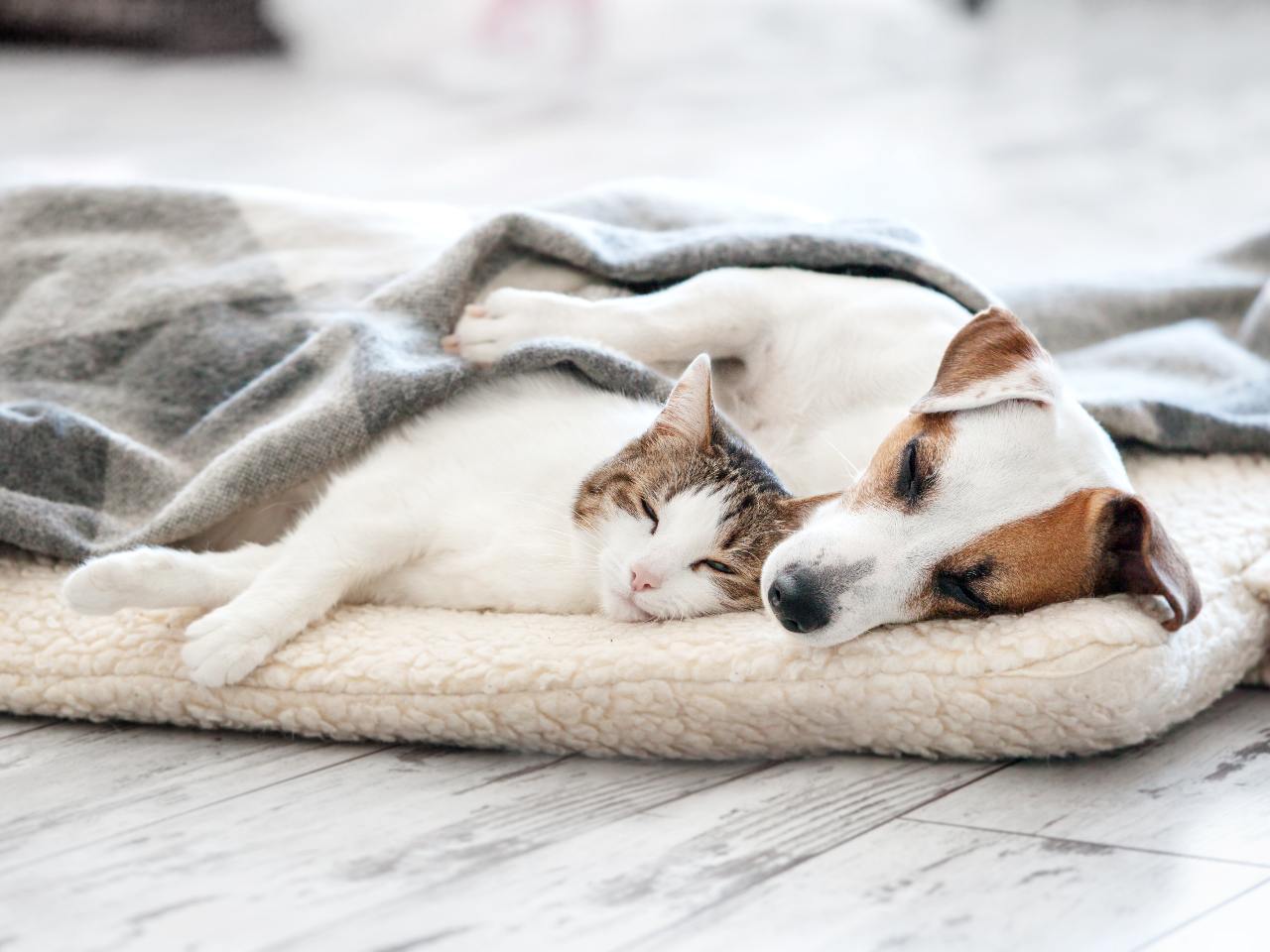 Pies i kot – 7 sposobów na udane relacje 