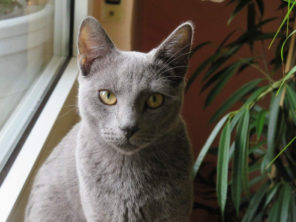 Kot rosyjski niebieski - czy to Twój dostojny koci ideał?