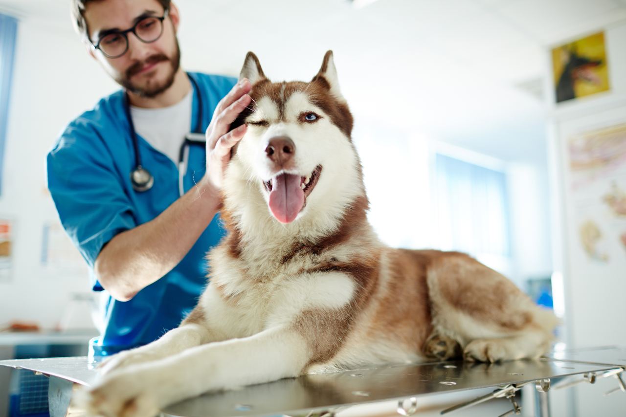 Dysplazja stawów biodrowych psa - objawy, rozpoznanie, leczenie