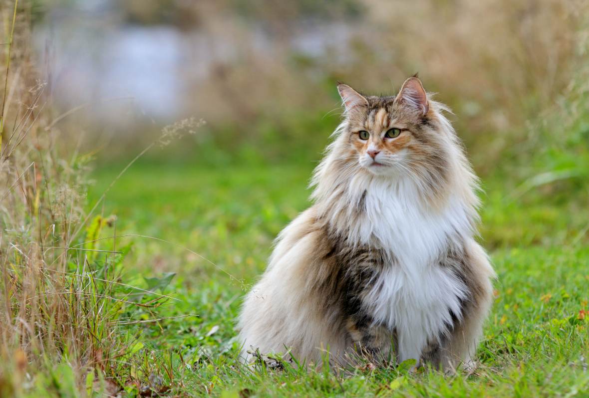 Kot norweski leśny - opis, charakter, żywienie