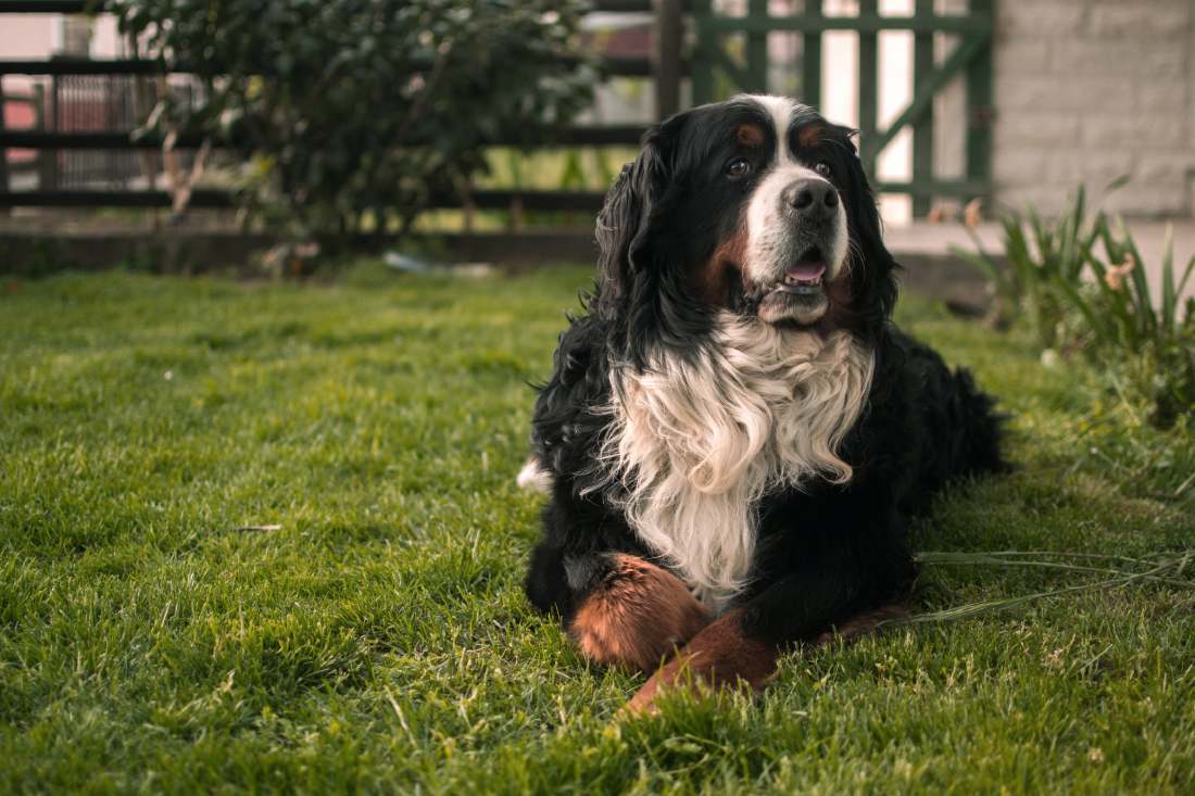 Berneński pies pasterski - jak wygląda życie z berneńczykiem?
