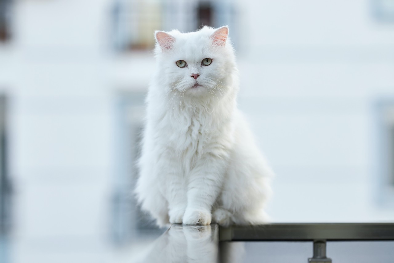 Kot perski - przyjacielski koci arystokrata