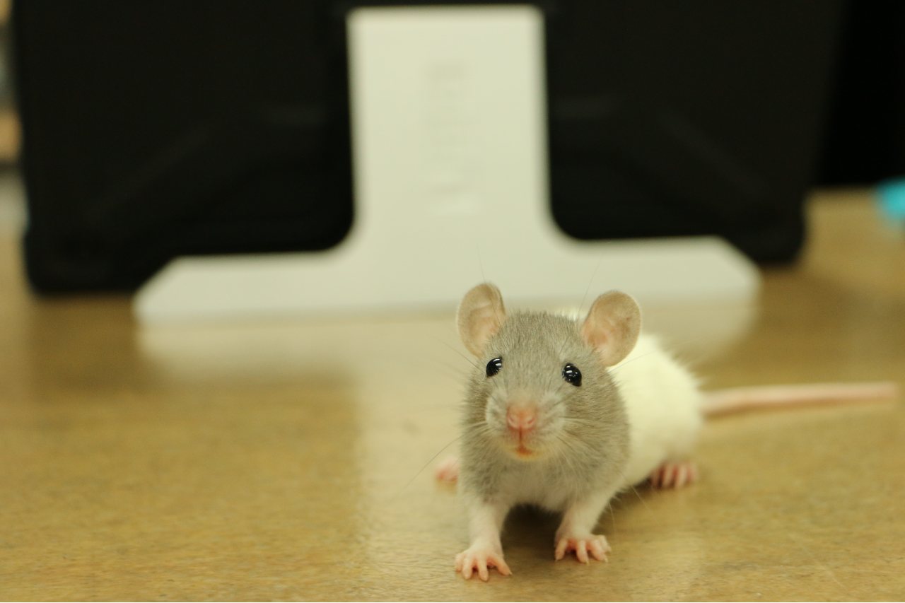 Szczur domowy - co musisz wiedzieć, nim pojawi się w Twoim domu