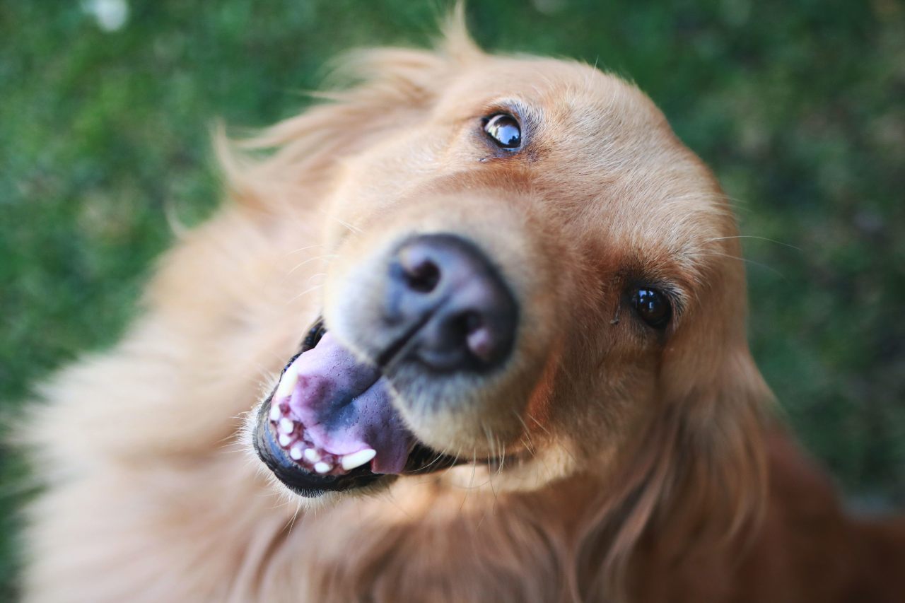 Jak dbać o zęby psa - proste sposoby na biały uśmiech pupila