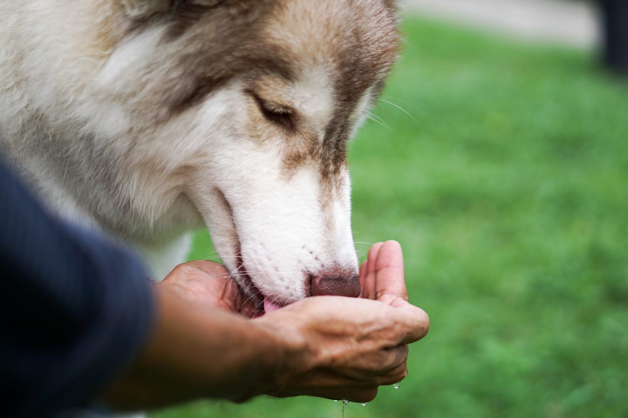 Zmiana karmy psa – jak zrobić to mądrze
