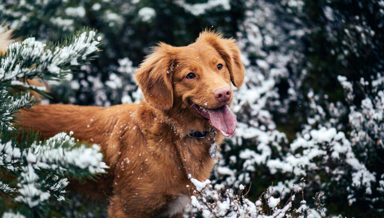 Jak dbać o psa zimą - 5 skutecznych sposobów.