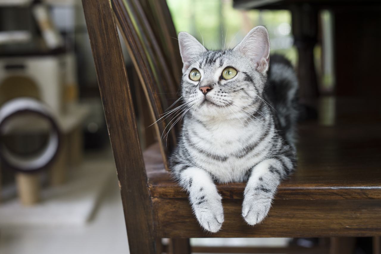 Kot amerykański krótkowłosy - poznaj siłę spokoju