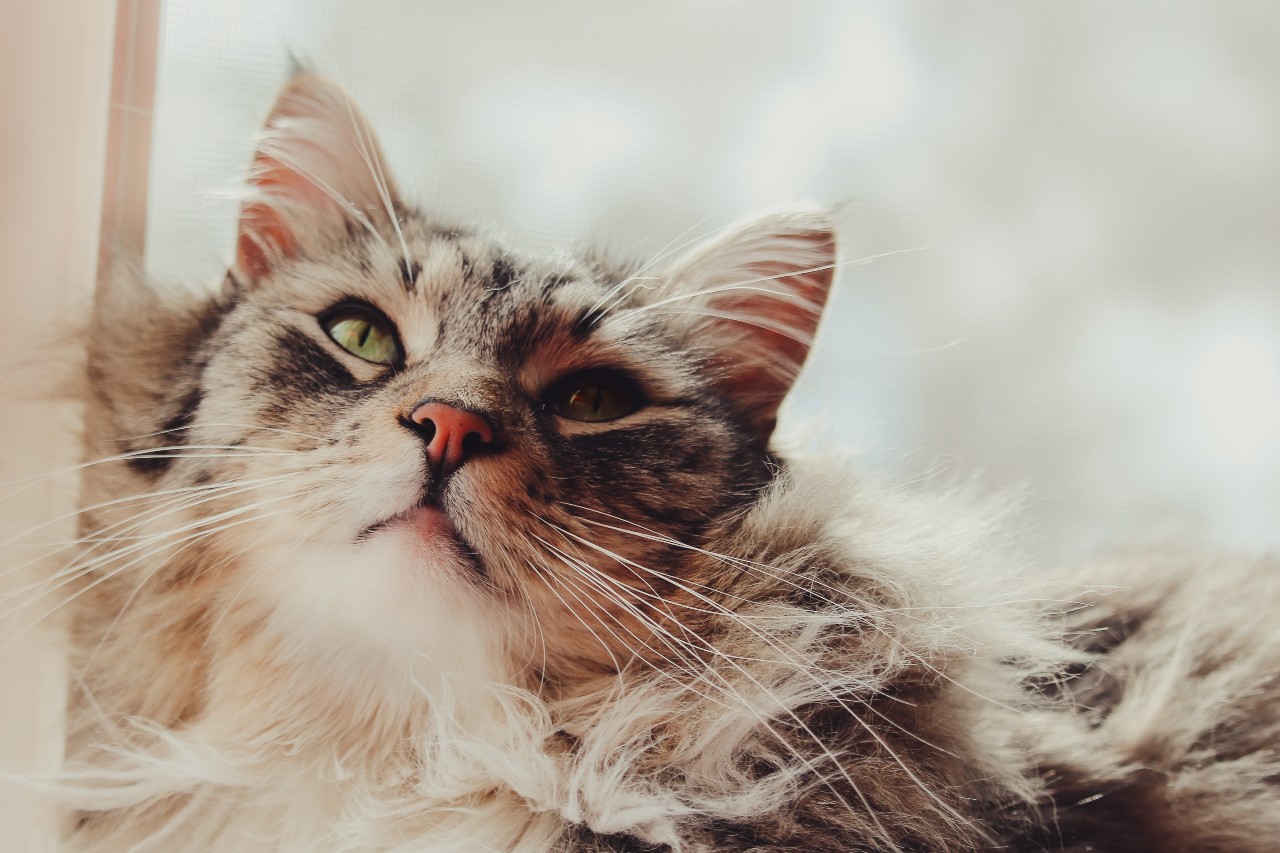 Pielęgnacja kotów długowłosych - jak zadbać o sierść pupila