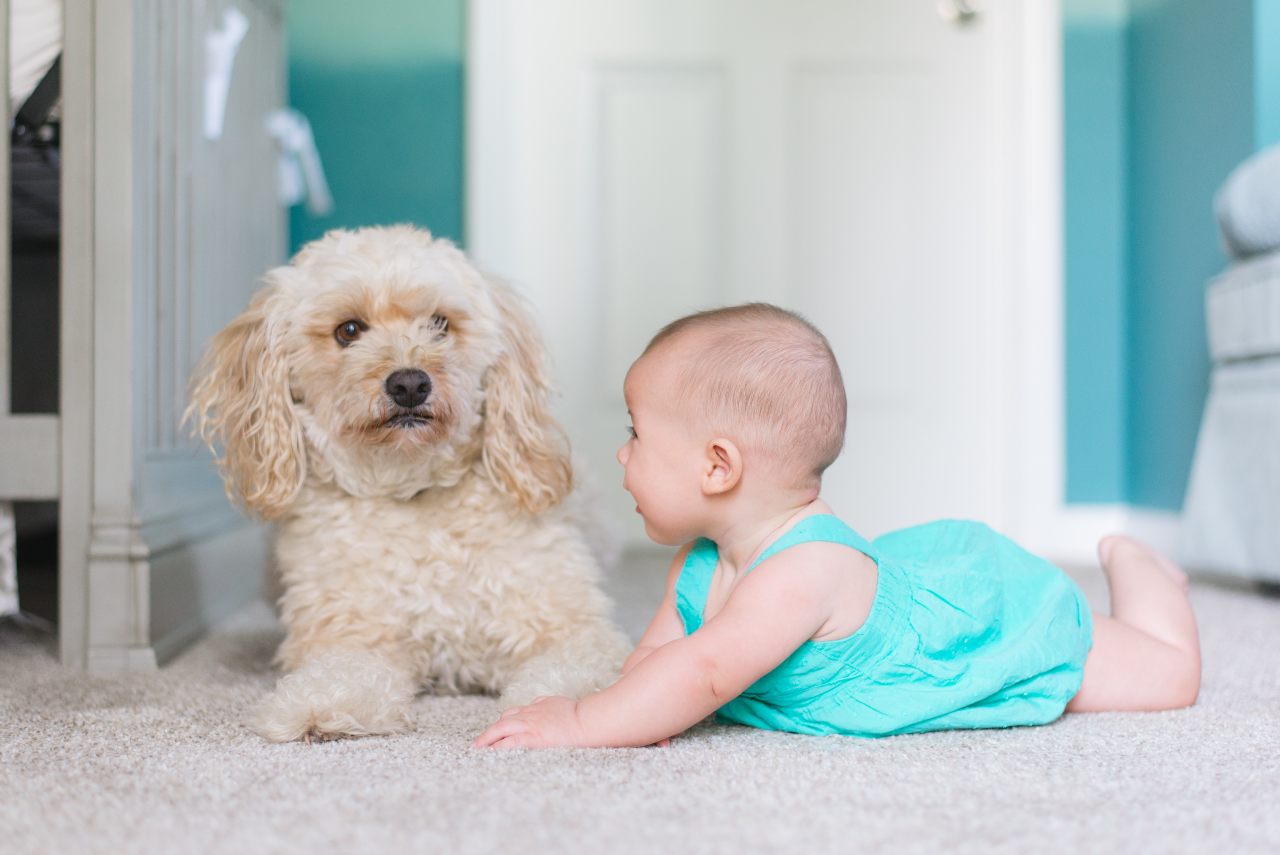 Dziecko i pies w domu - jak zadbać o zdrowe relacje