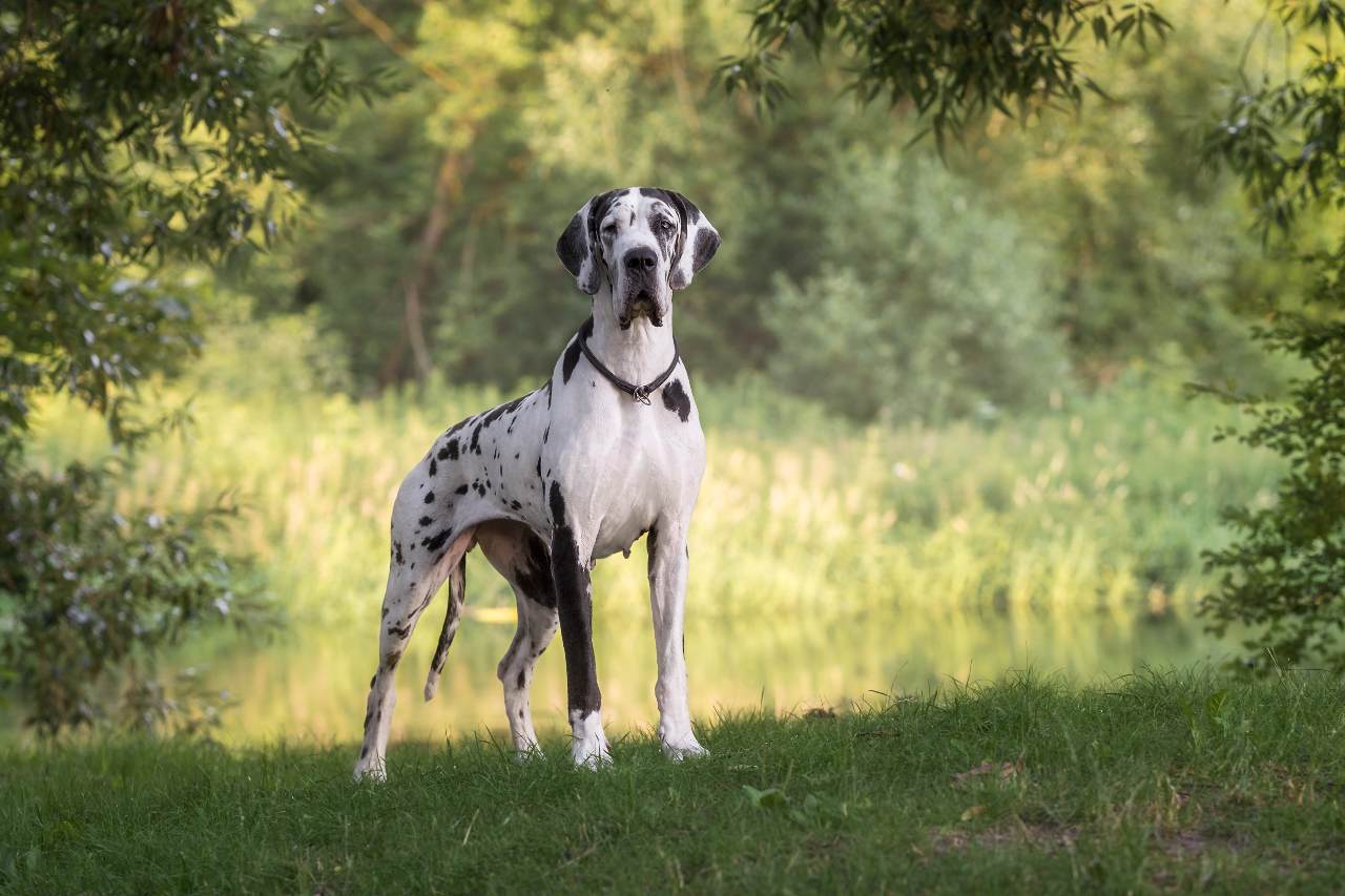 Dog niemiecki - dostojny olbrzym o łagodnym sercu