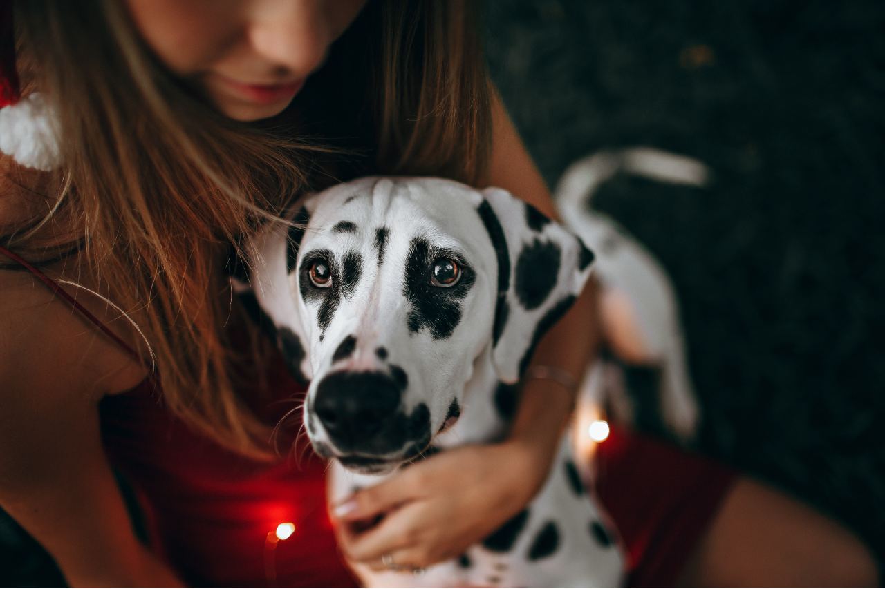 Dalmatyńczyk - czy jesteś gotowy na psa jak z bajki?