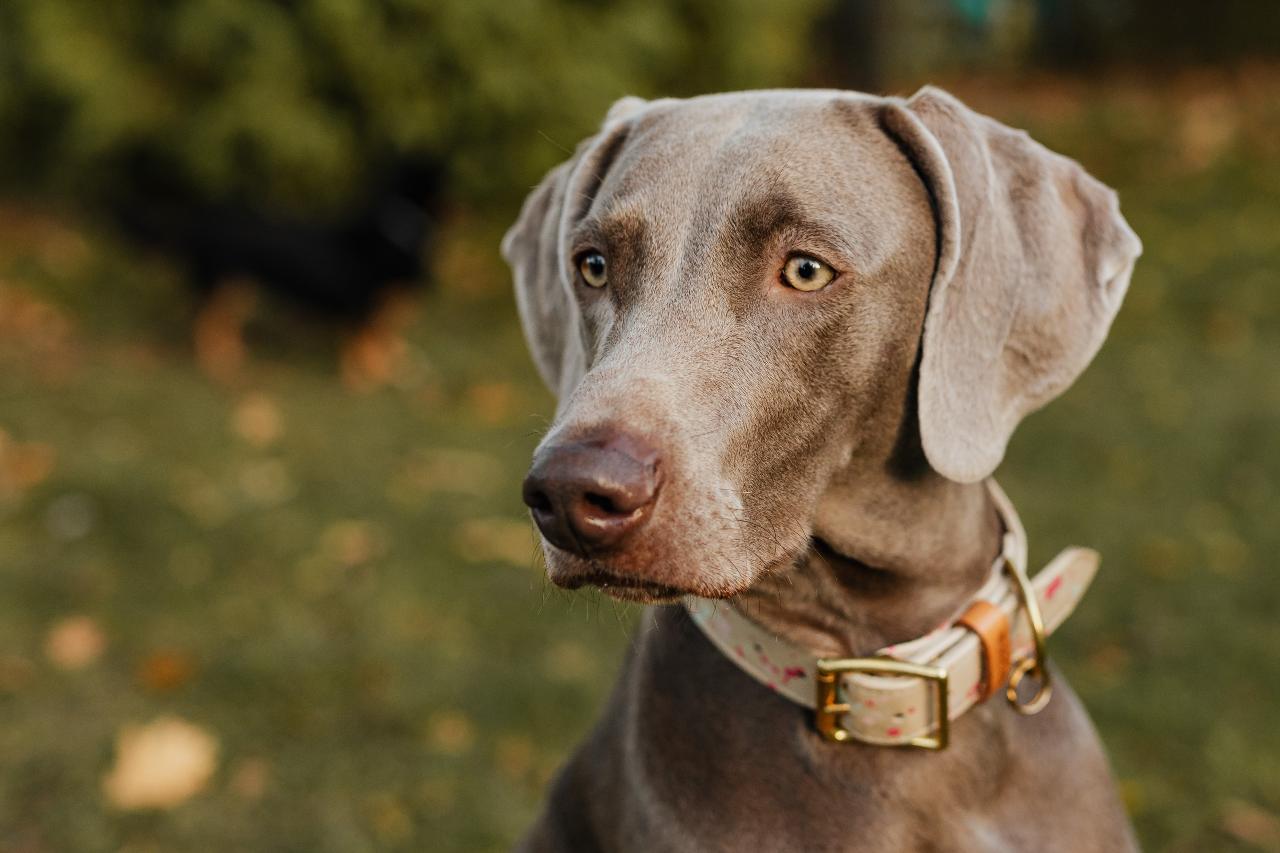 Wyżeł weimarski - dostojny i elegancki pies dla aktywnych