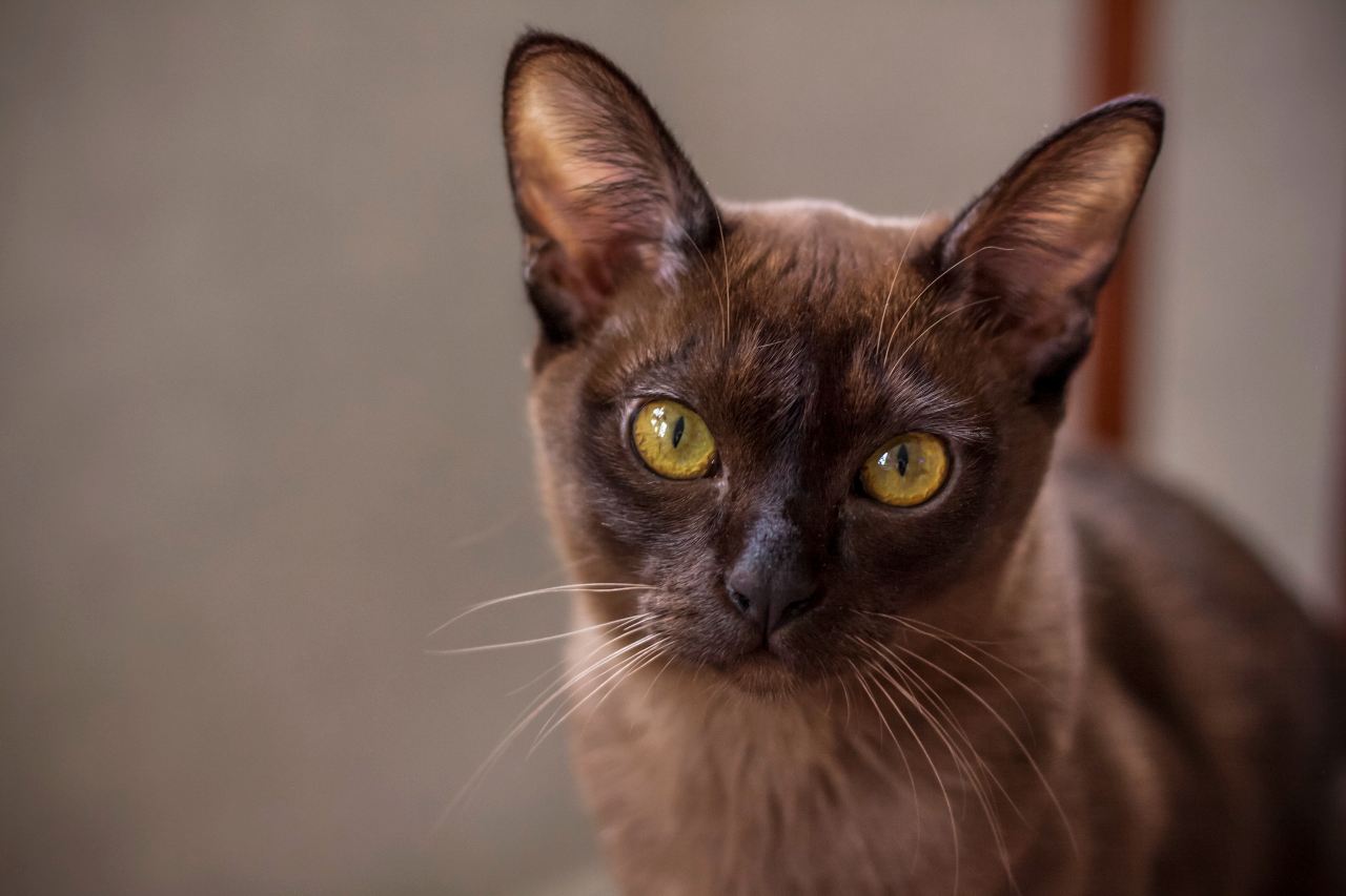 Kot burmski - czekoladowy pupil pełen czułości