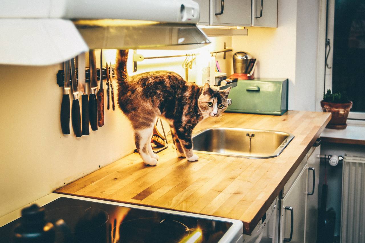 Domowe jedzenie dla kota – sprawdź, czy na pewno jest zdrowe