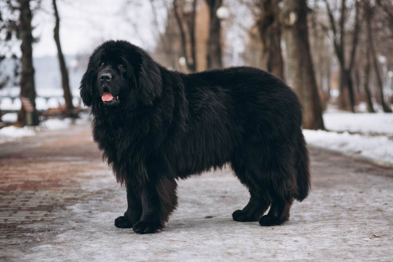 Nowofundland - ten duży, czarny pies