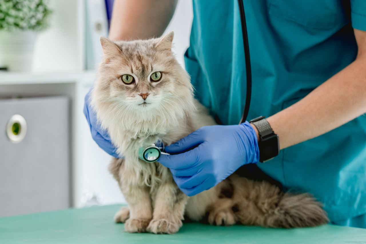 Badania profilaktyczne kota - wszystko, co chciałeś wiedzieć, a bałeś się zapytać