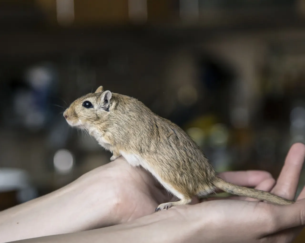 Myszoskoczek — wielka ciekawość świata w małym ciałku