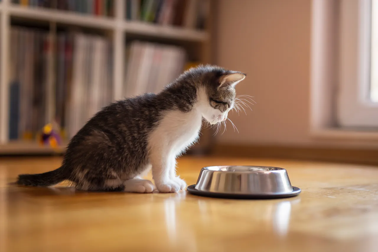 Karma dla kota z alergią — jak karmić kociego alergika