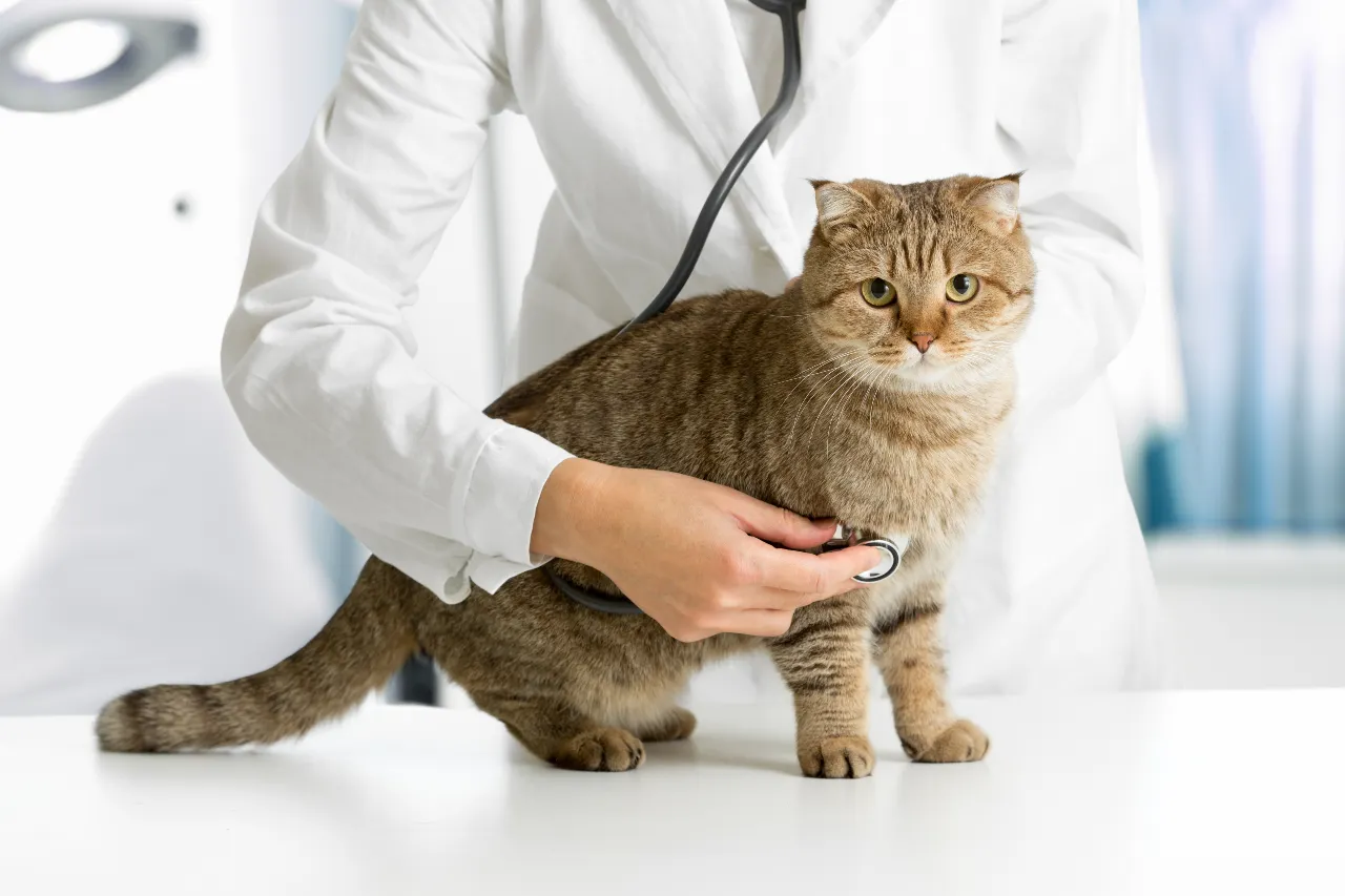 Przewlekła niewydolność nerek u kota — profilaktyka i leczenie