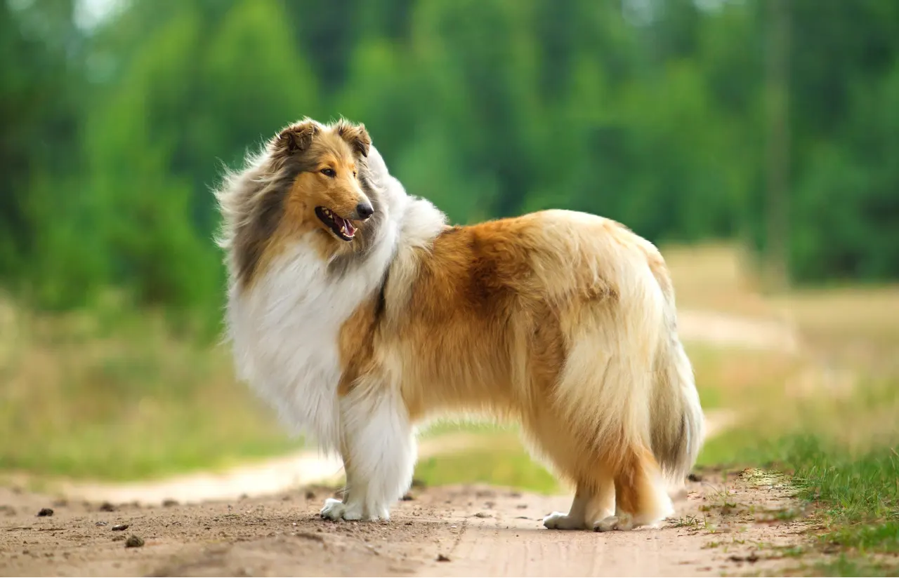Owczarek szkocki collie długowłosy — tak, to właśnie Lassie!