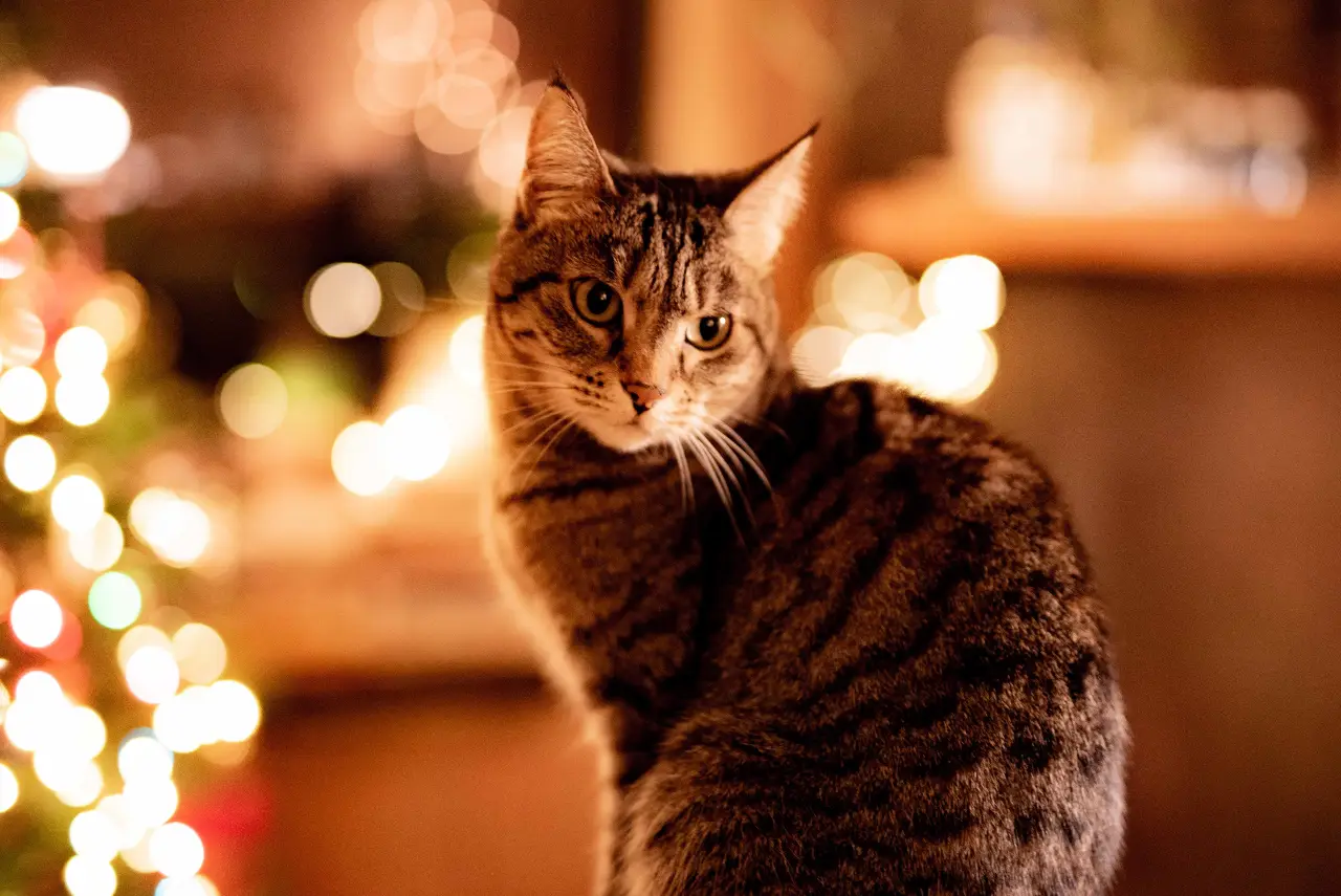 Pierwsze Święta z kotem — wszystko, co musisz wiedzieć