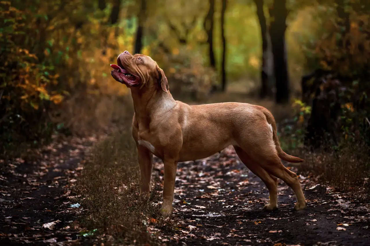 Dogue de bordeaux  — ten pies z rodziny zastępczej