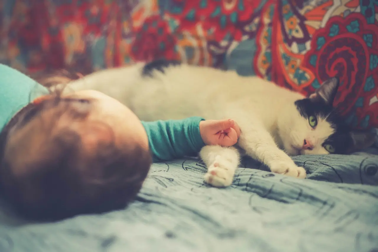 Kot i dziecko - zalety, wady i najczęstsze mity